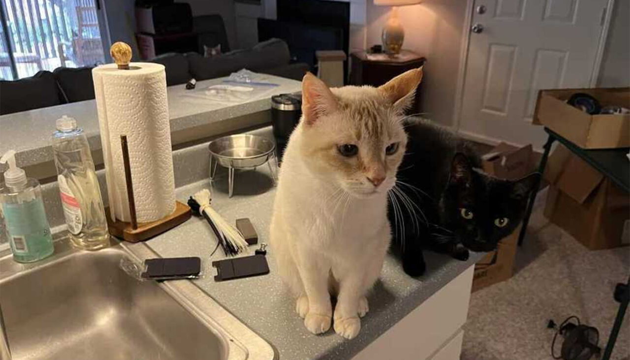 iluzie-optica-virala-|-in-aceasta-imagine-nu-sunt-doar-doua-pisici.-gasiti-o-pe-cea-de-a-treia!