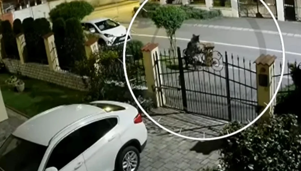 salvamontistul-atacat-de-urs-in-predeal,-in-stare-critica-la-spital