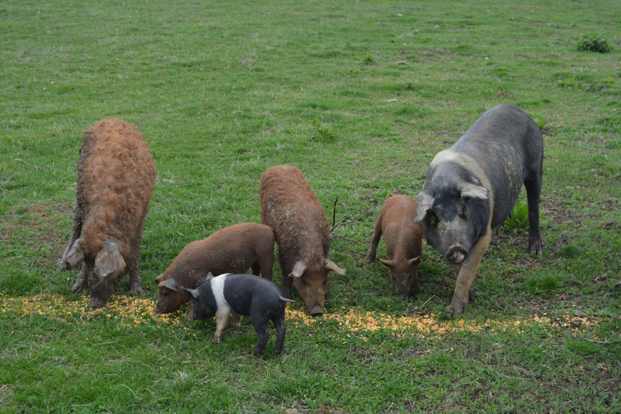 finantare-de-1,5-milioane-de-lei-pentru-cresterea-porcilor-din-rasele-bazna-si-mangalita