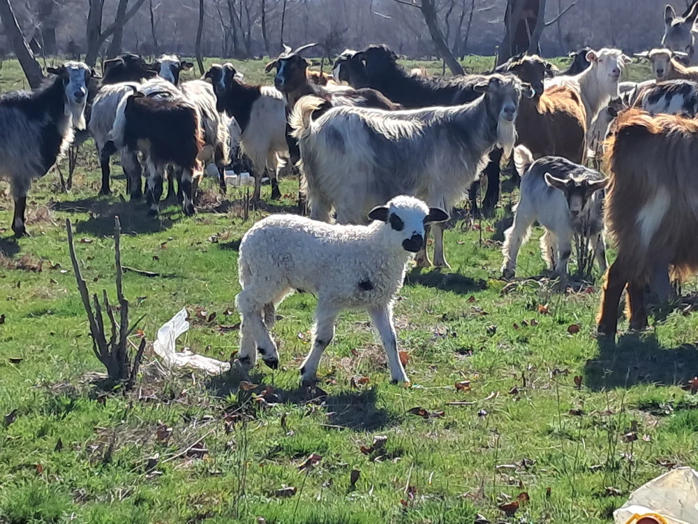 cat-de-mult-respecta-fermierii-romani-normele-ue-cu-privire-la-sacrificarea-mieilor