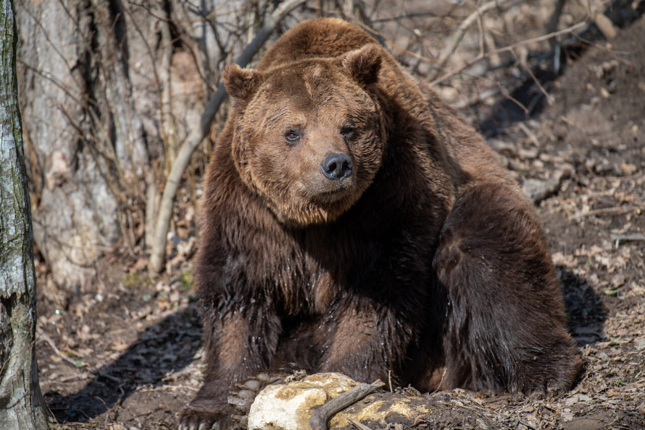 alerta-de-urs-pe-o-strada-din-statiunea-busteni.-animalul-salbatic-a-aparut-pe-strada-amurgului