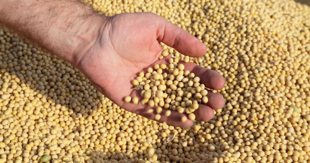 razboiului-comercial-sua-china.-fermierii-americani-pierd,-cei-sud-americani-castiga