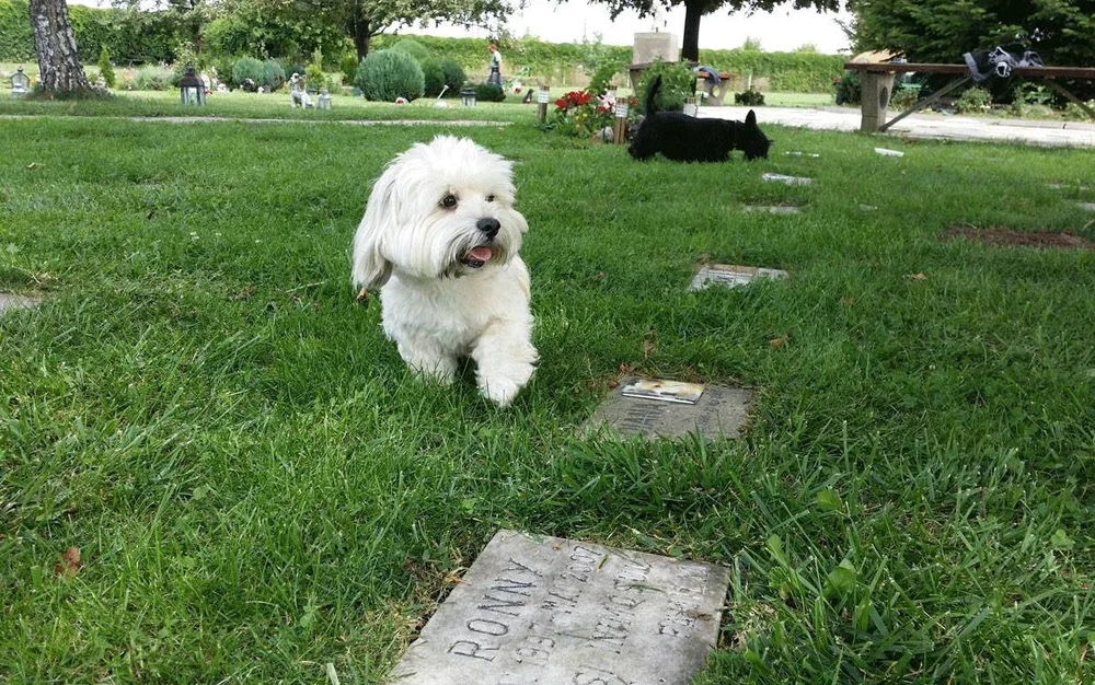 fenomen-in-crestere:-cimitirele-pentru-animale-devin-tot-mai-cautate-in-romania