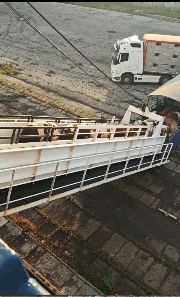 peste-42.000-de-animale-romanesti-au-fost-expediate-catre-algeria-din-portul-constanta