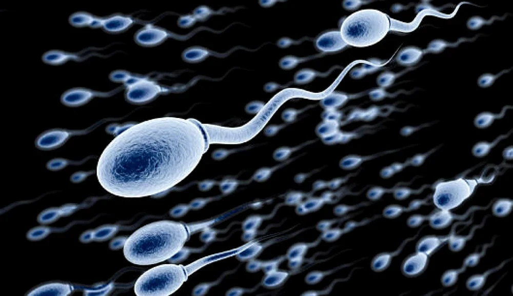 un-parazit-care-se-gaseste-in-excrementele-pisicilor-decapiteaza-spermatozoizii-umani