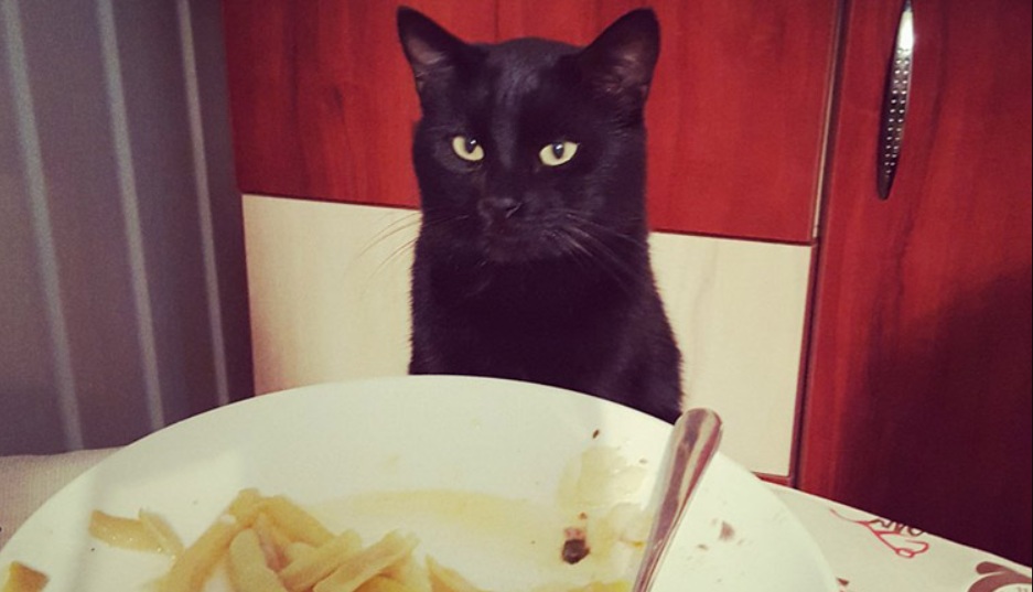 ce-poate-pati-pisica-ta-daca,-din-greseala,-mananca-cartofi-prajiti.-simptomele-care-apar-imediat