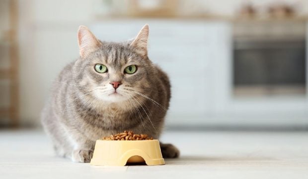 guvernul-le-pune-gand-rau-burticilor-de-pisici.-cum-vrea-sa-stranga-bani-de-pe-urma-lor