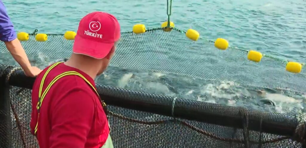 ce-este-somonul-turcesc,-supranumit-si-noul-aur-roz-al-marii-negre