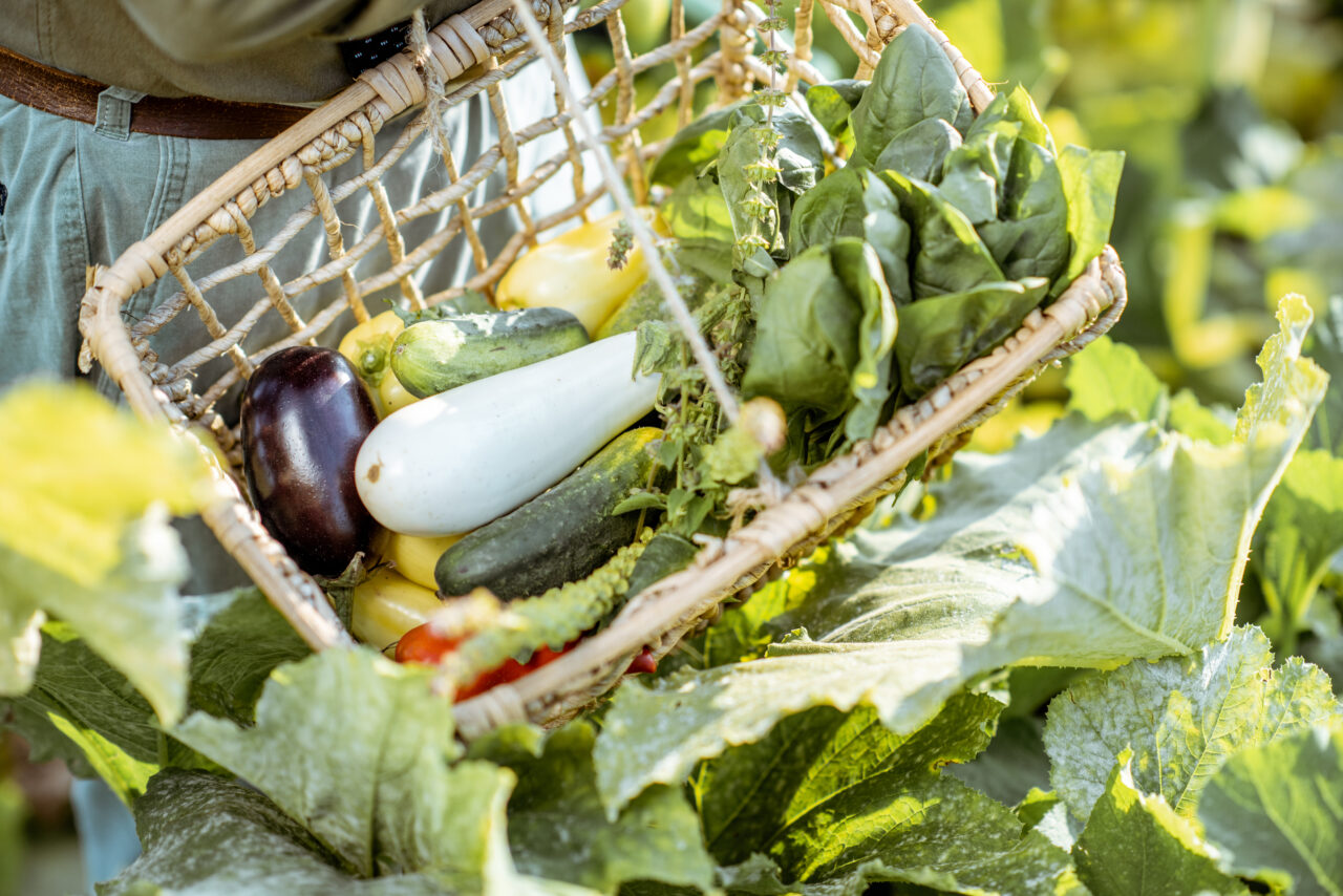 ce-legume-poti-sa-plantezi-in-luna-iulie.-trucurile-pentru-o-recolta-bogata-si-sanatoasa