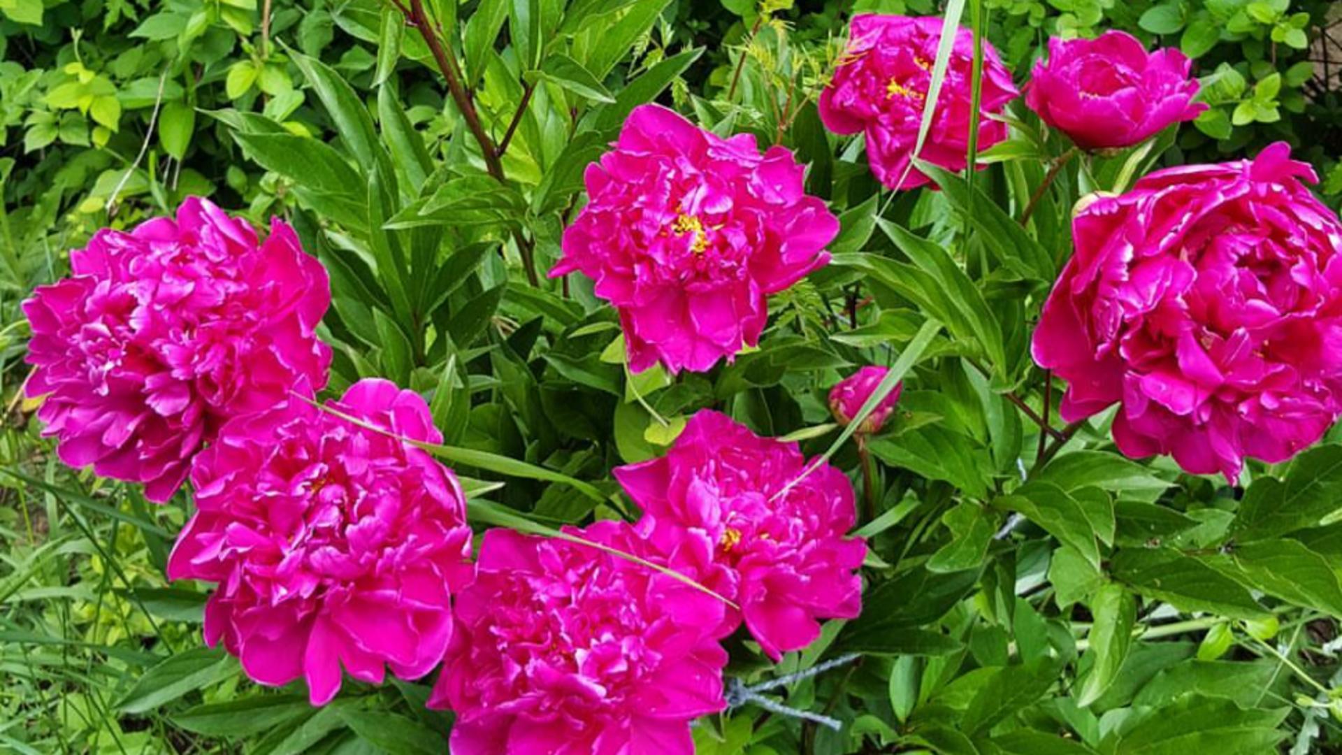 cum-se-ingrijesc-corect-bujorii.-cand-trebuie,-de-fapt,-plantati?