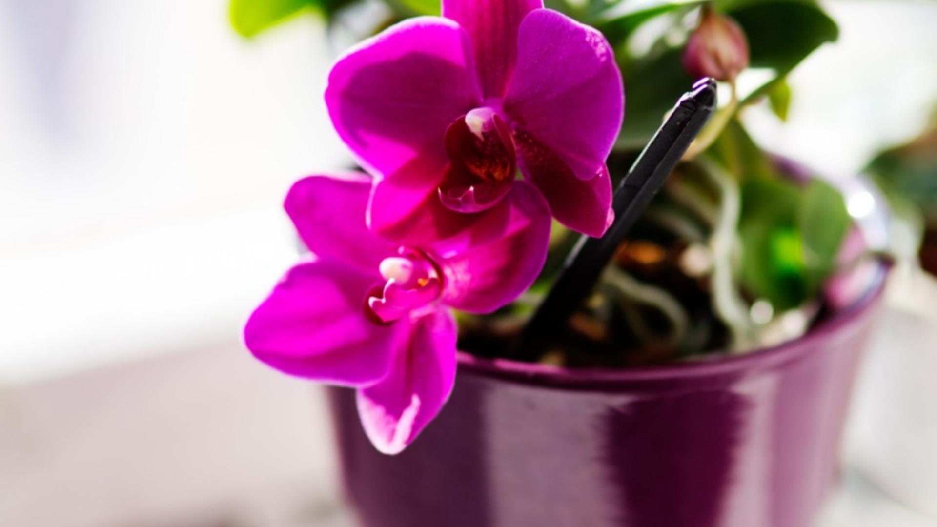 cat-timp-rezista-orhideea-fara-apa.-sfaturi-de-ingrijire-a-acestei-plante-de-apartament