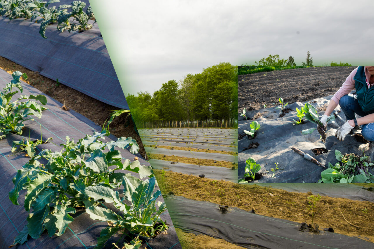 folii-pentru-mulcire:-cum-se-aleg,-la-ce-folosesc-si-cand-se-utilizeaza