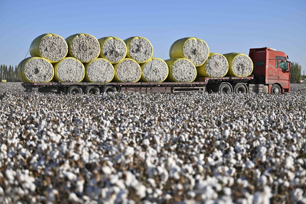 piata-bumbacului,-in-scadere-alarmanta.-productia-s-a-redus-in-sua,-pakistan-si-sudan