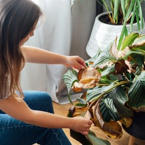 de-ce-se-usuca-plantele-de-apartament