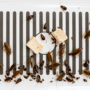 capcane-gandaci-solutia-inteligenta-pentru-monitorizarea-si-prevenirea-infestarilor