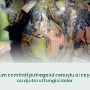 cum-combati-putregaiul-cenusiu-al-cepei-cu-ajutorul-fungicidelor