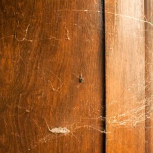 dezinsectie-paianjeni-cum-te-ajuta-serviciile-profesionale-sa-scapi-definitiv-de-ei