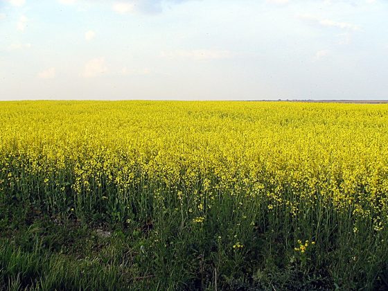 anm:-cresterea-si-dezvoltarea-culturilor-de-rapita,-orz-si-grau-de-toamna-se-vor-desfasura-normal-in-majoritatea-zonelor-de-cultura