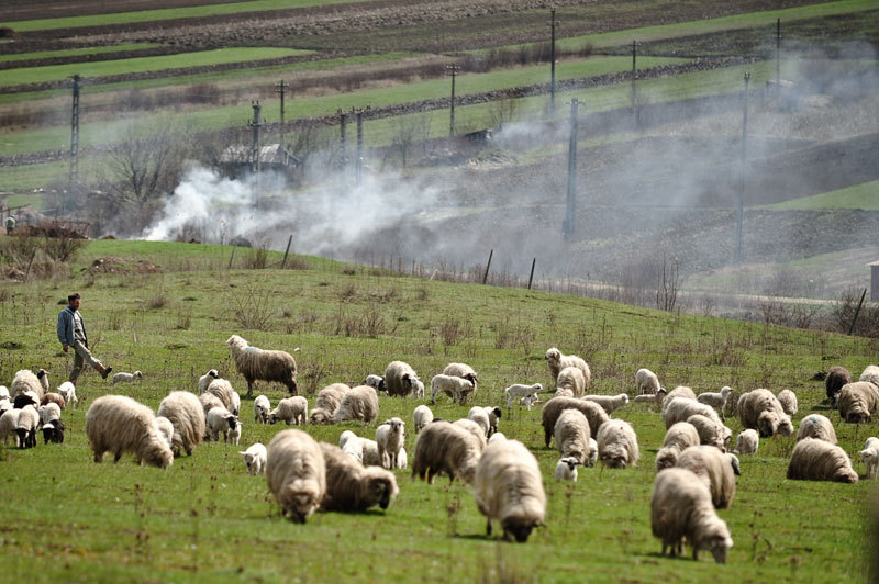 ce-salariu-primeste-un-ingrijitor-de-animale-care-lucreaza-la-stat.-sunt-incluse-cazarea-si-sporul-de-toxicitate