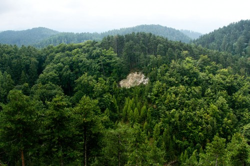 seful-romsilva:-am-reusit-mentinerea-a-48.000-de-hectare-de-padure-in-proprietatea-publica-a-statului,-au-fost-litigii-si-de-17-ani