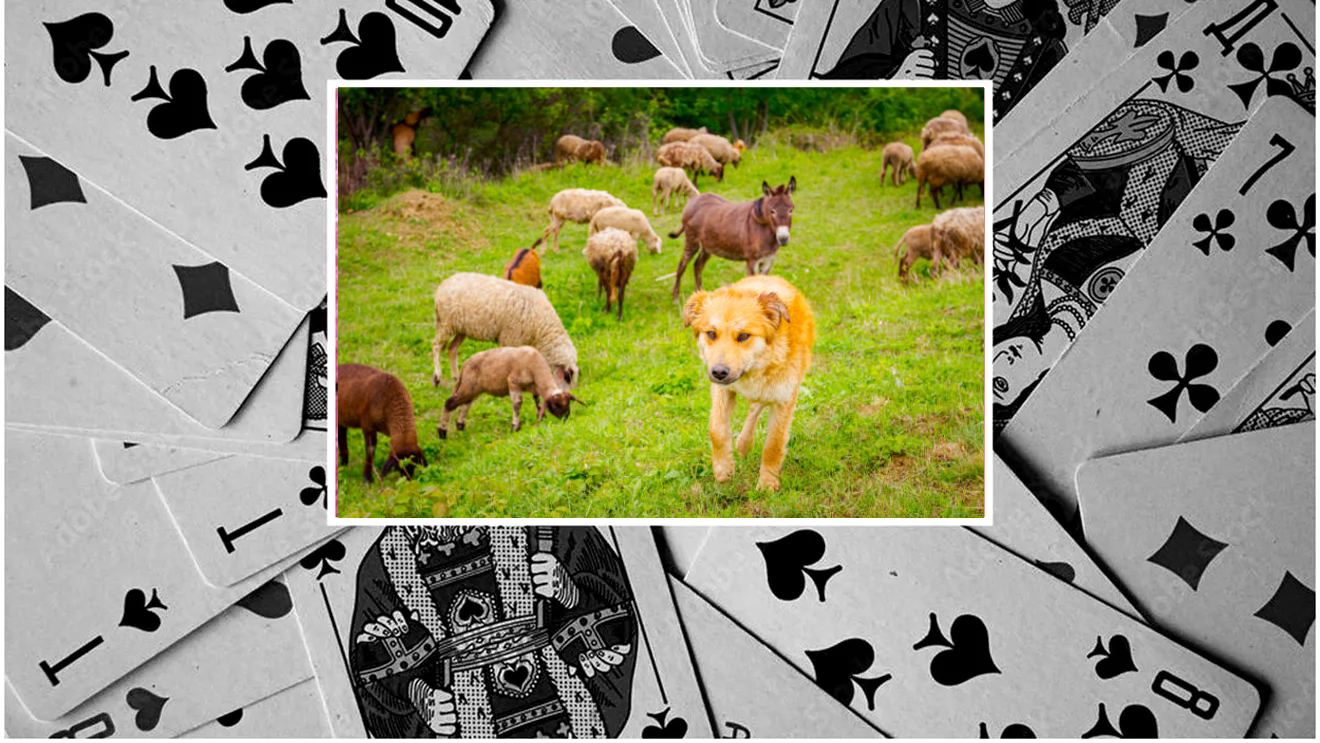 am-castigat-la-poker-80-de-oi,-un-magar-si-un-caine.-ce-a-facut-celebrul-milionar-roman-cu-jackpotul-nemaivazut