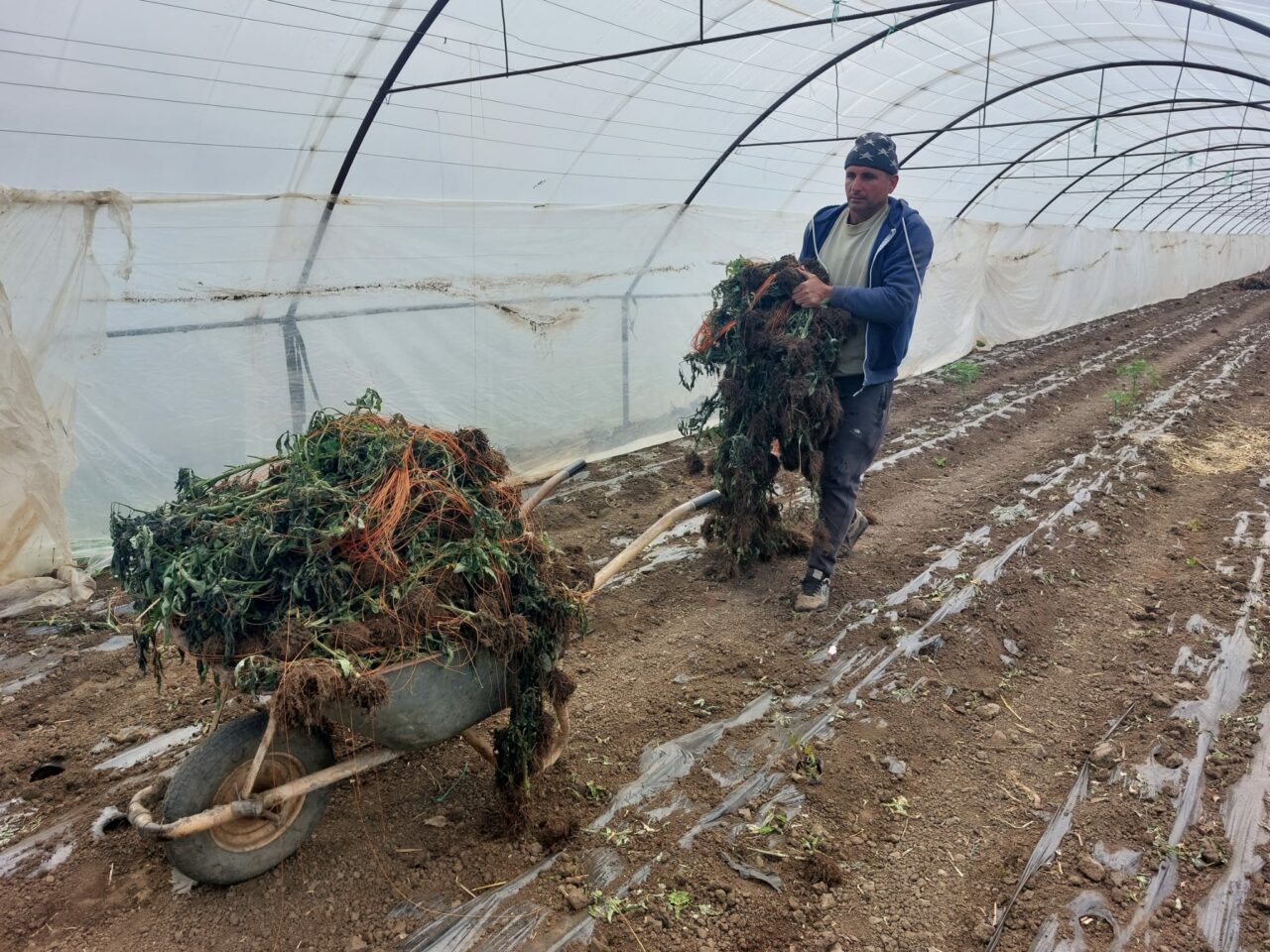 o-leguma-foarte-consumata-in-romania-a-ajuns-sa-fie-importata,-pe-fondul-recoltei-slabe-din-tara-noastra.-e-mai-ieftin,-dar-au-gunoaie!
