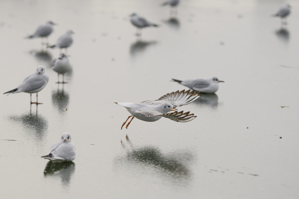 minus-20-de-grade-si-inca-patru-zile-de-ger-continuu-in-romania