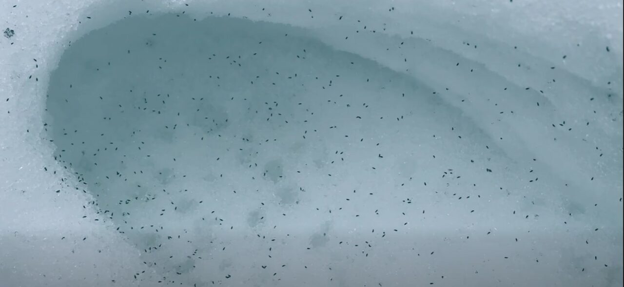 clujul-este-invadat-de-purici-de-zapada.-vietuitoarele-care-apar-tot-timpul-anului