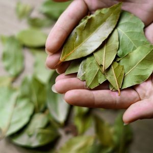 utilizari-mai-putin-stiute-ale-frunzelor-de-dafin