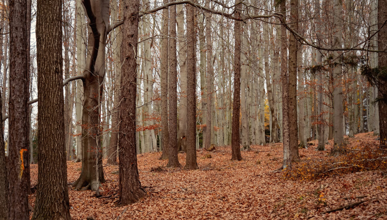 romania-numara-copacii-din-republica-moldova-sprijin-de-1,7-mil.-euro-pentru-inventarierea-fondului-forestier-moldovean