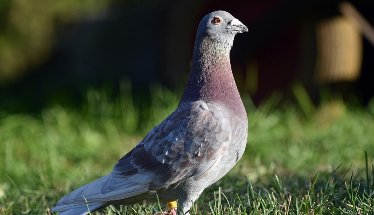 despagubiri-in-valoare-de-jumatate-de-milion-de-euro.-atat-trebuie-sa-plateasca-niste-romani-care-au-furat-170-de-porumbei-din-belgia