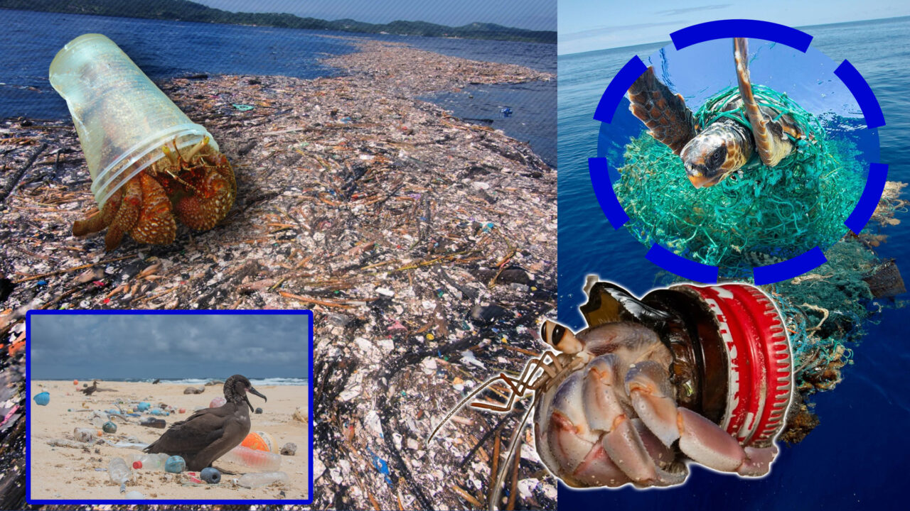 marea-insula-de-gunoi-din-pacific-se-transforma-intru-un-continent-plutitor-populat-vietati-marine-calatoare