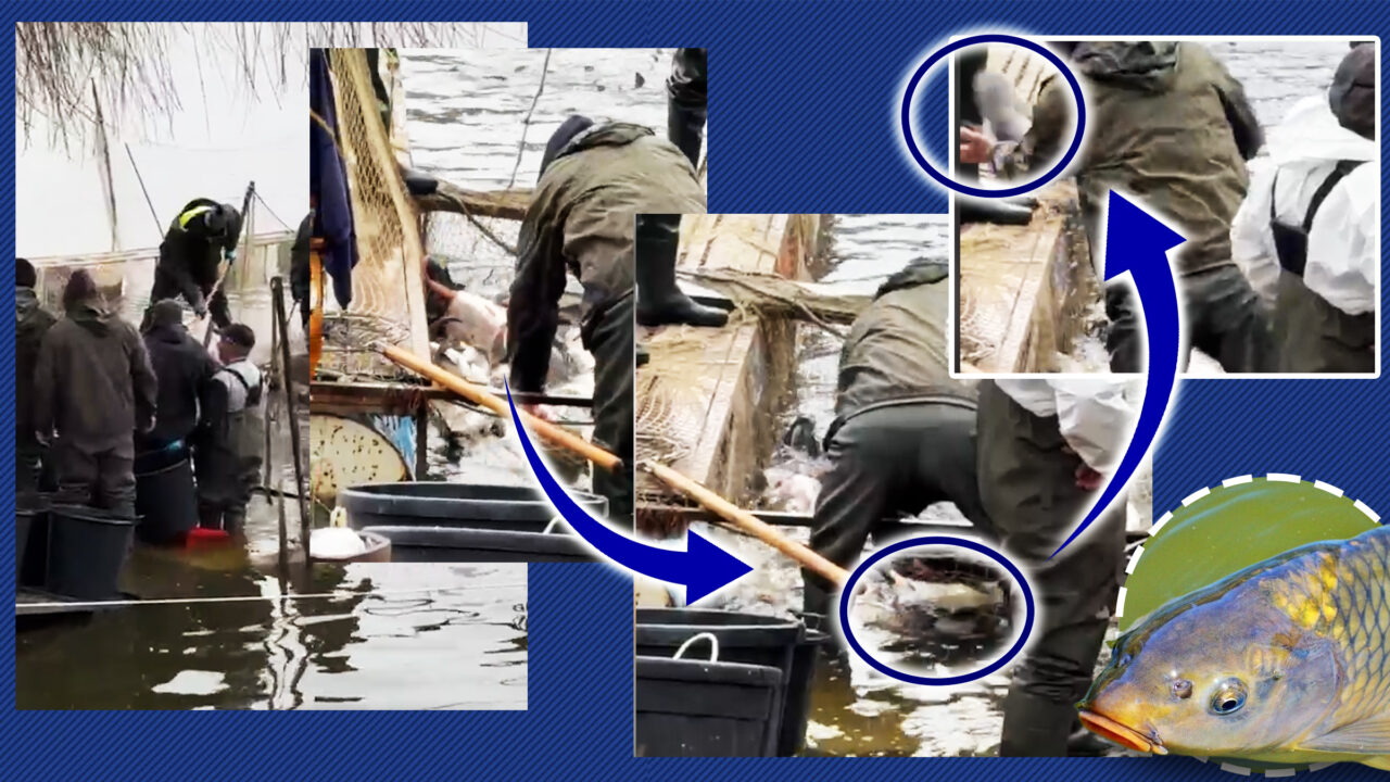 bataia-pestelui-in-lacul-herastrau-trecatorii-au-ramas-masca.-imagini-unice-filmate-azi,-17-februarie