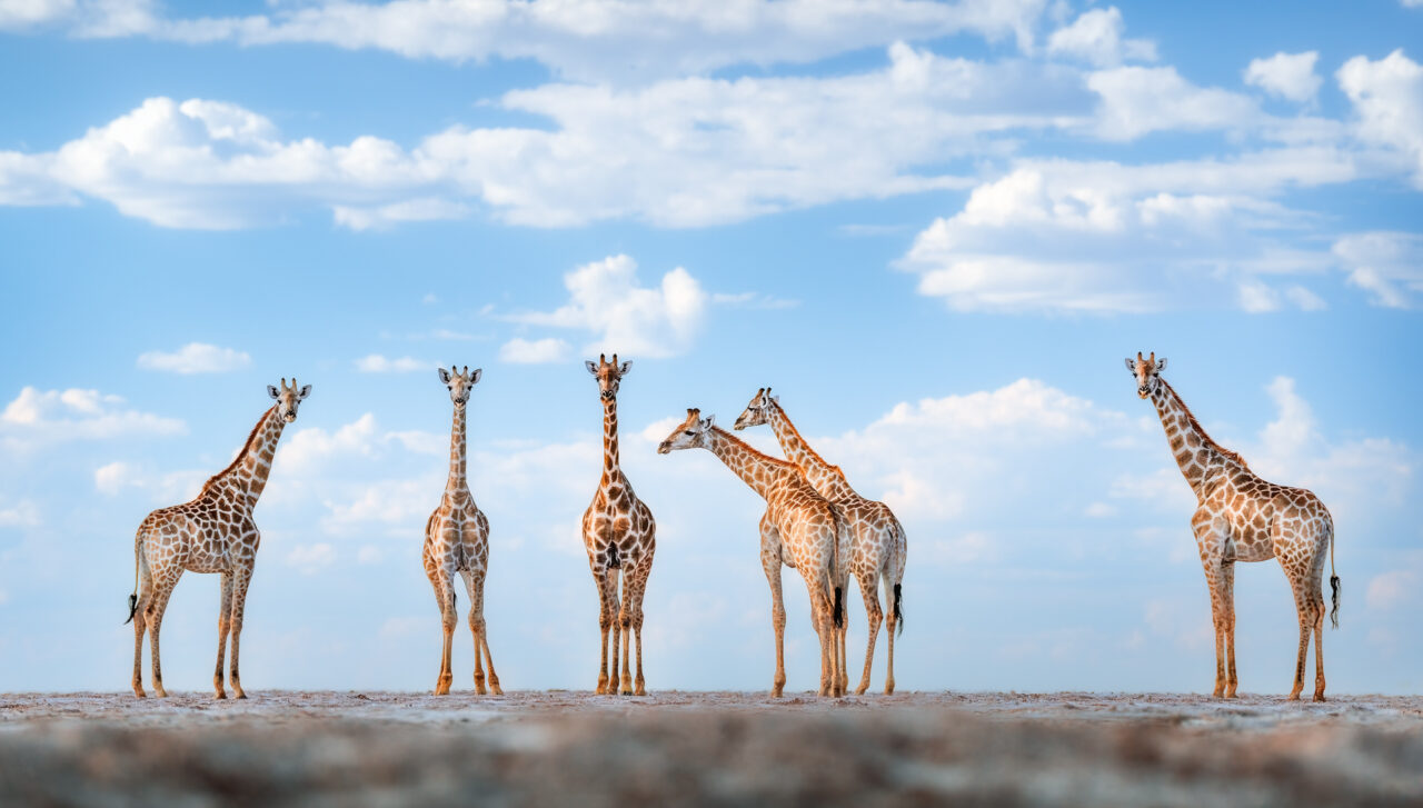 povestea-unei-fotografii-fabuloase,-despre-care-multa-lumea-credea-ca-este-facuta-cu-ai