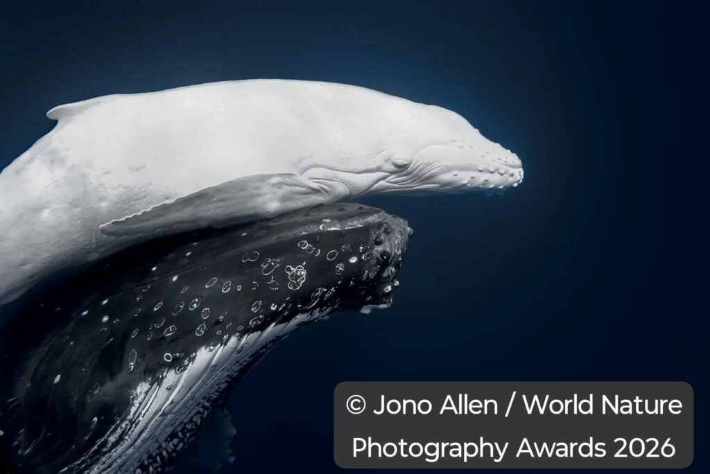 Pui alb de balenă câștigă premiul la World Nature Photography Awards