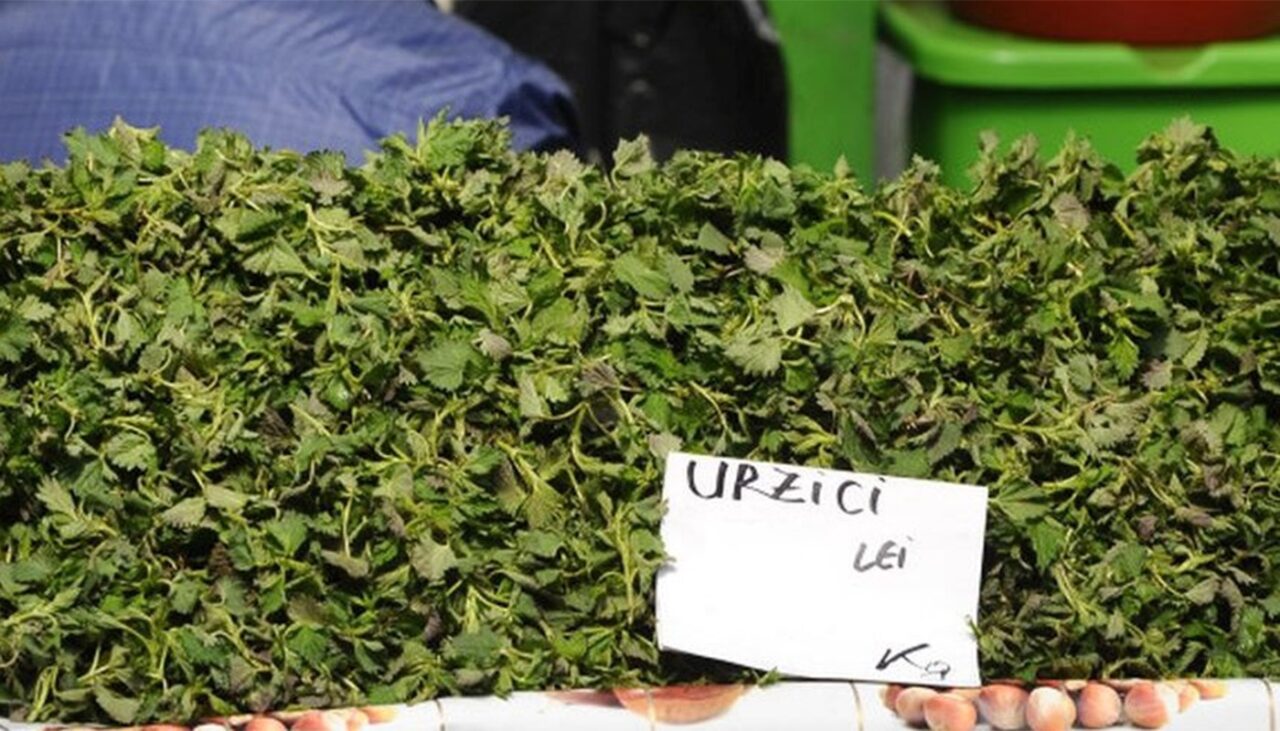 balaria-de-sezon-care-costa-mai-mult-decat-un-coltlet-in-primavara-timpurie.-cum-iti-dai-seama-daca-planta-este-inca-vie