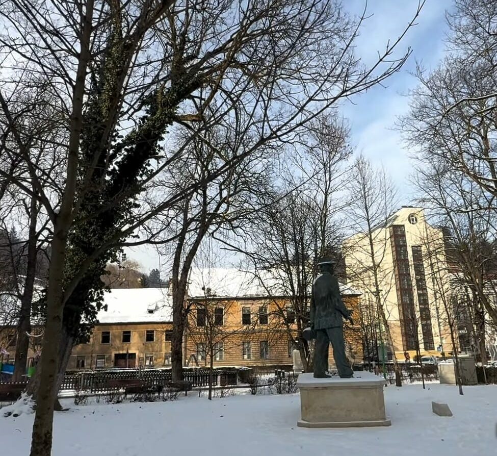 Primăria Brașov verifică arborii cu tomografii, zeci de copaci riscă să cadă