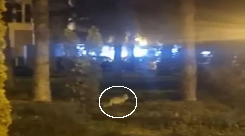 o-vulpe-si-a-facut-aparitia-prin-complexul-studentesc-din-timisoara,-in-zona-unui-fast-food.-momentul-a-fost-filmat-si-postat-pe-retelele-sociale