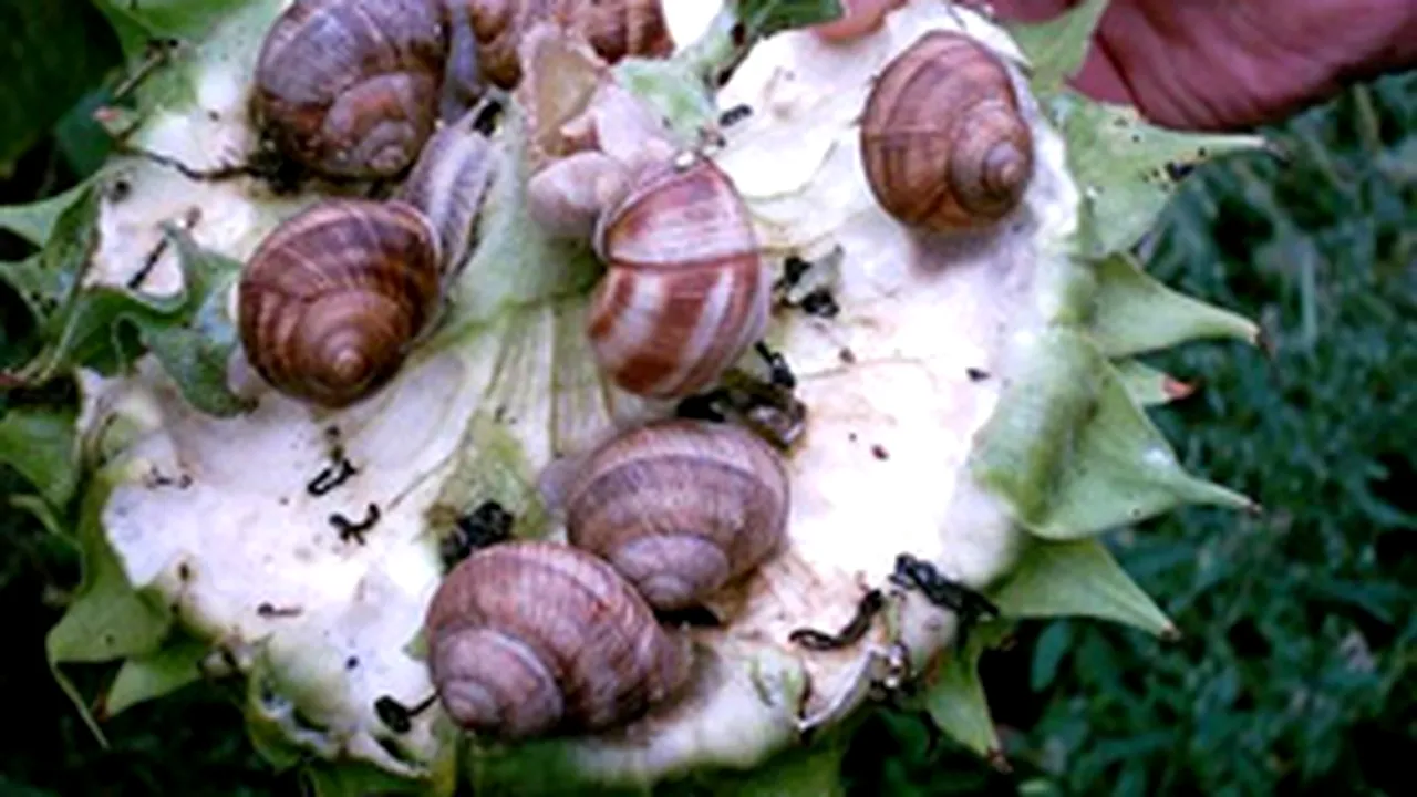 Familie de fermieri din Brașov aduce melci sălbatici românești pe piața din Franța