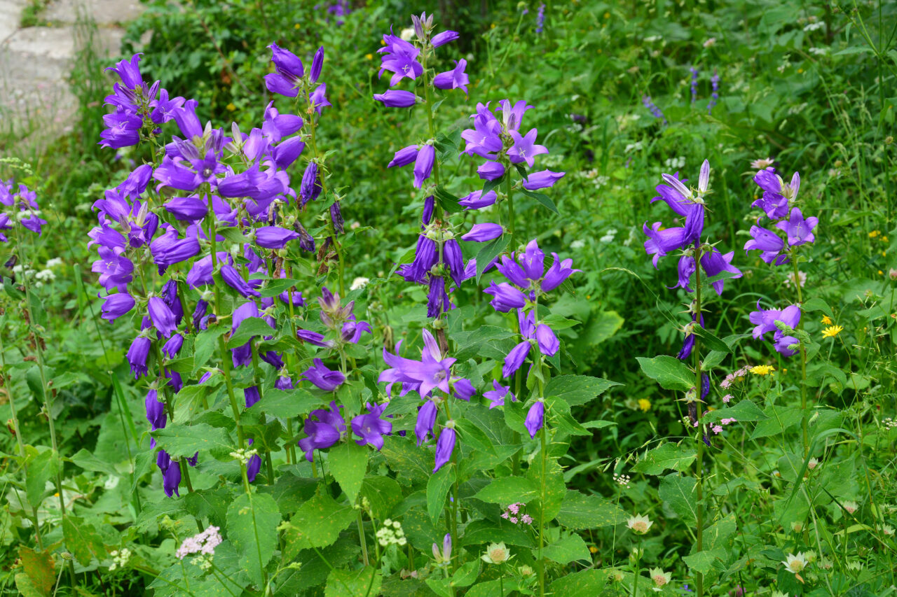 cea-mai-otravitoare-planta-din-europa.-unde-se-afla,-cum-o-recunosti-si-de-ce-sa-o-eviti