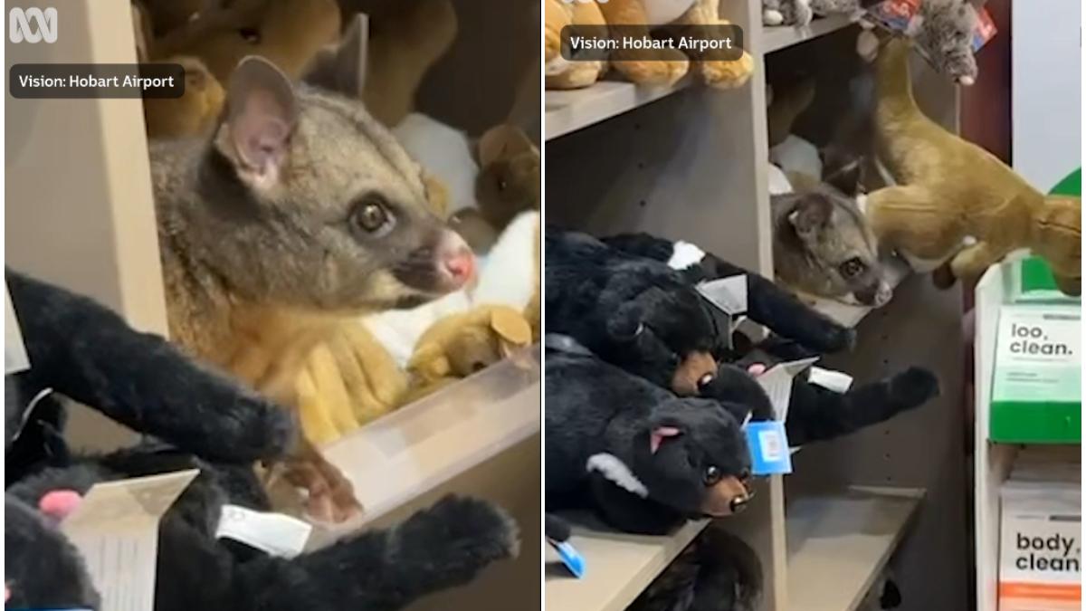 un-oposum-viu-statea-ascuns-printre-jucariile-de-plus-de-la-magazinul-de-cadouri-al-unui-aeroport