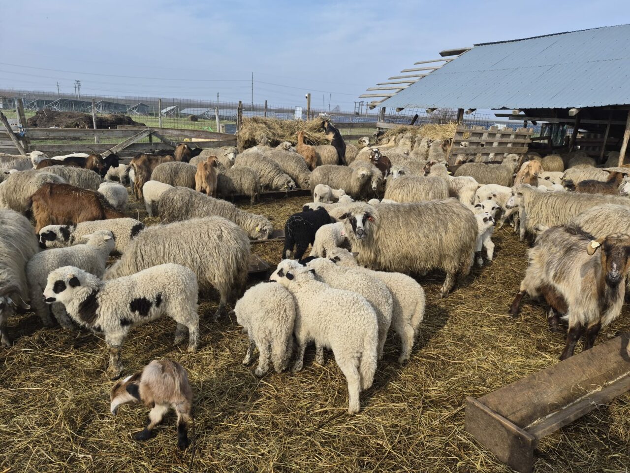 cat-costa-un-kilogram-de-carne-de-miel-in-pietele-din-iasi.-diferentele-sunt-mari-intre-producatorii-locali-si-supermarketuri