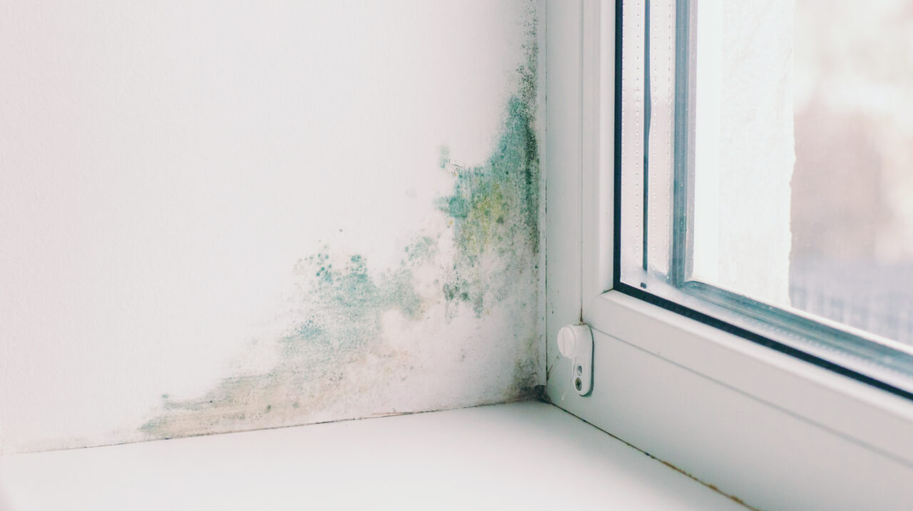 cum-scapi-de-petele-negre-de-pe-pereti-care-apar-in-urma-problemelor-de-condens.-la-ce-metoda-poti-apela