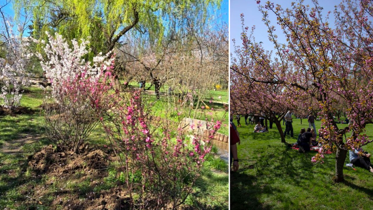 gradinita-japoneza-in-herastrau.-cand-vor-exploda-ciresii-in-bucuresti