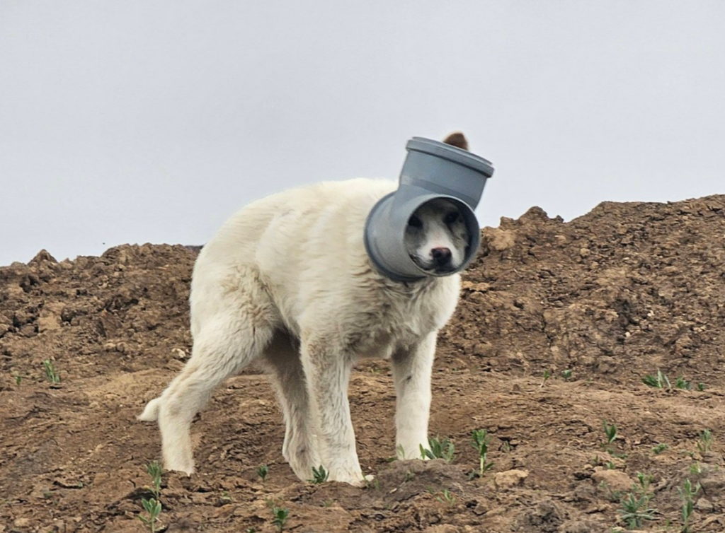 caine-cu-capul-blocat-intr-o-teava,-de-zile-intregi-in-ilfov.-apel-urgent-al-protectiei-animalelor