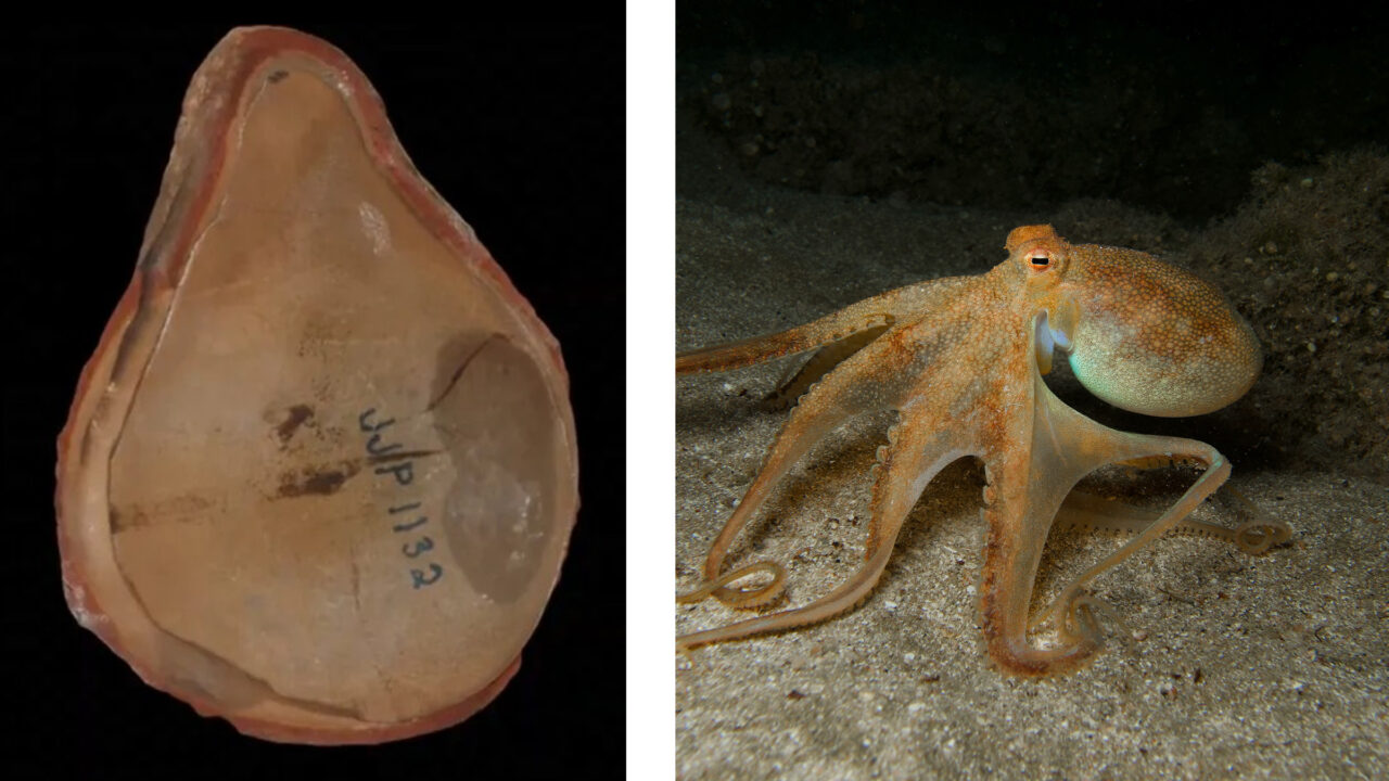 Cea mai veche caracatiță, despre care se credea că are 300 de milioane de ani, a fost identificată ca fiind altceva