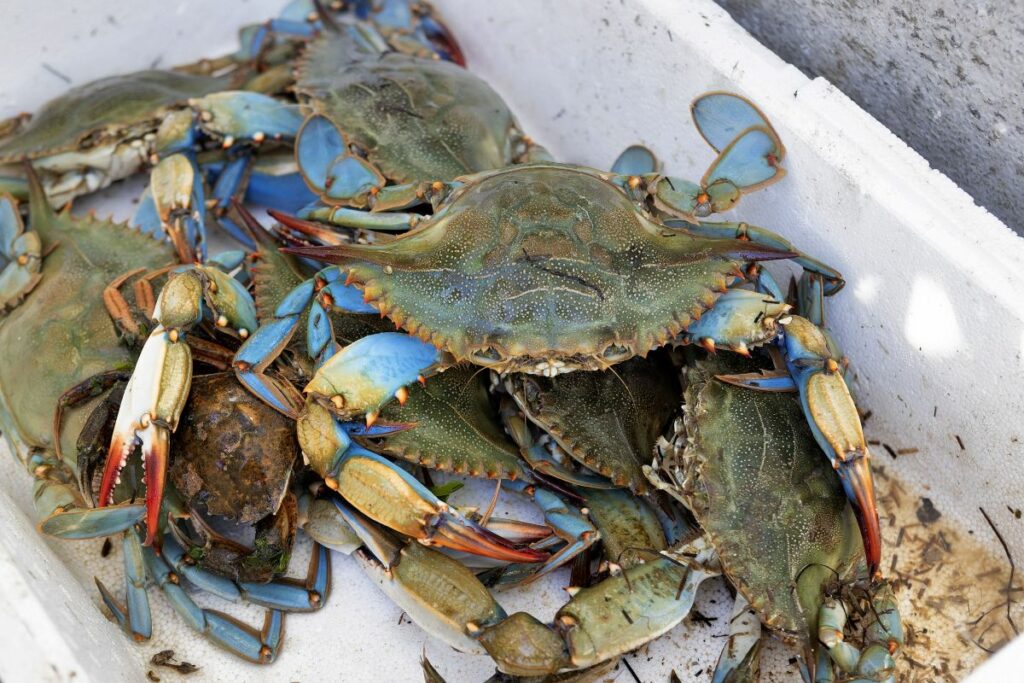 ideea-consumului-speciilor-invazive-pentru-a-evita-expansiunea-lor,-criticata-de-experti