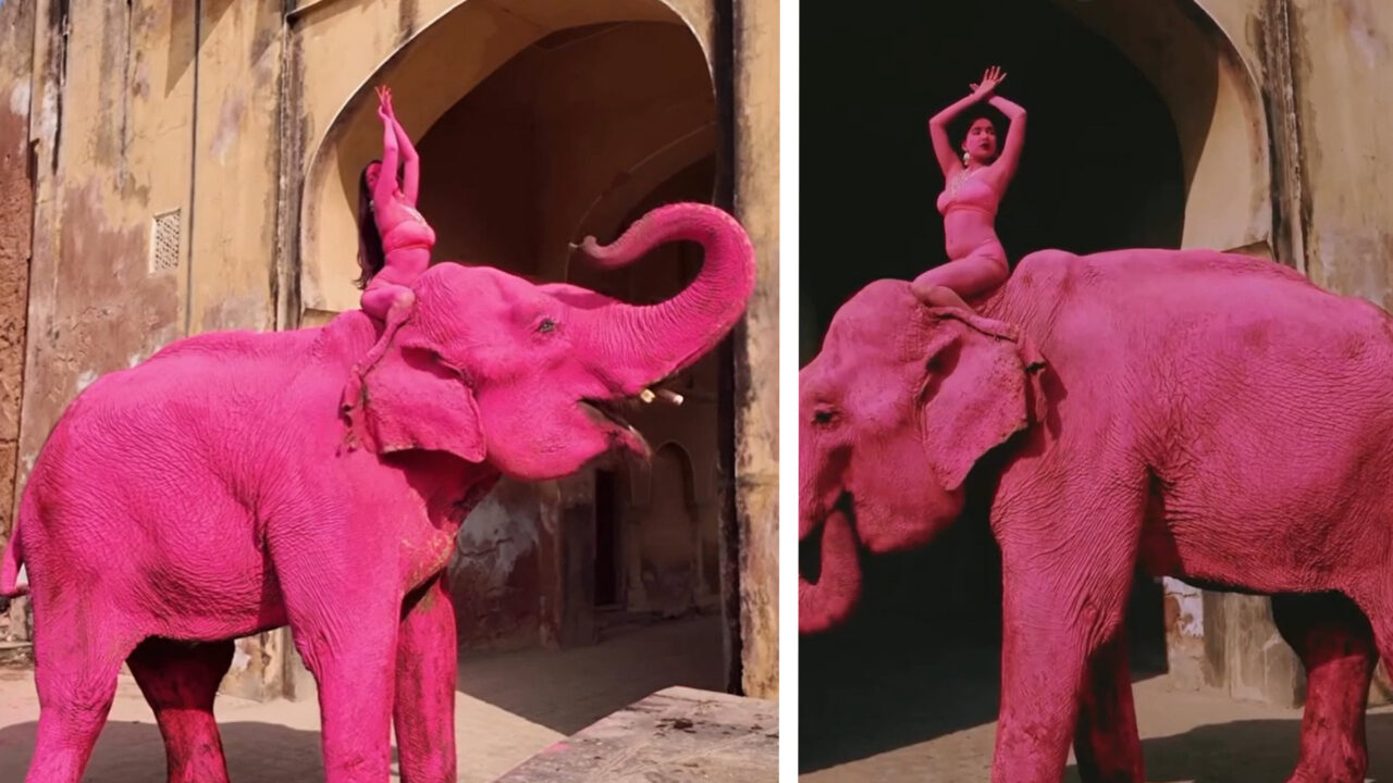 Elefantul indian bătrân vopsit în roz a murit după ședința foto în India