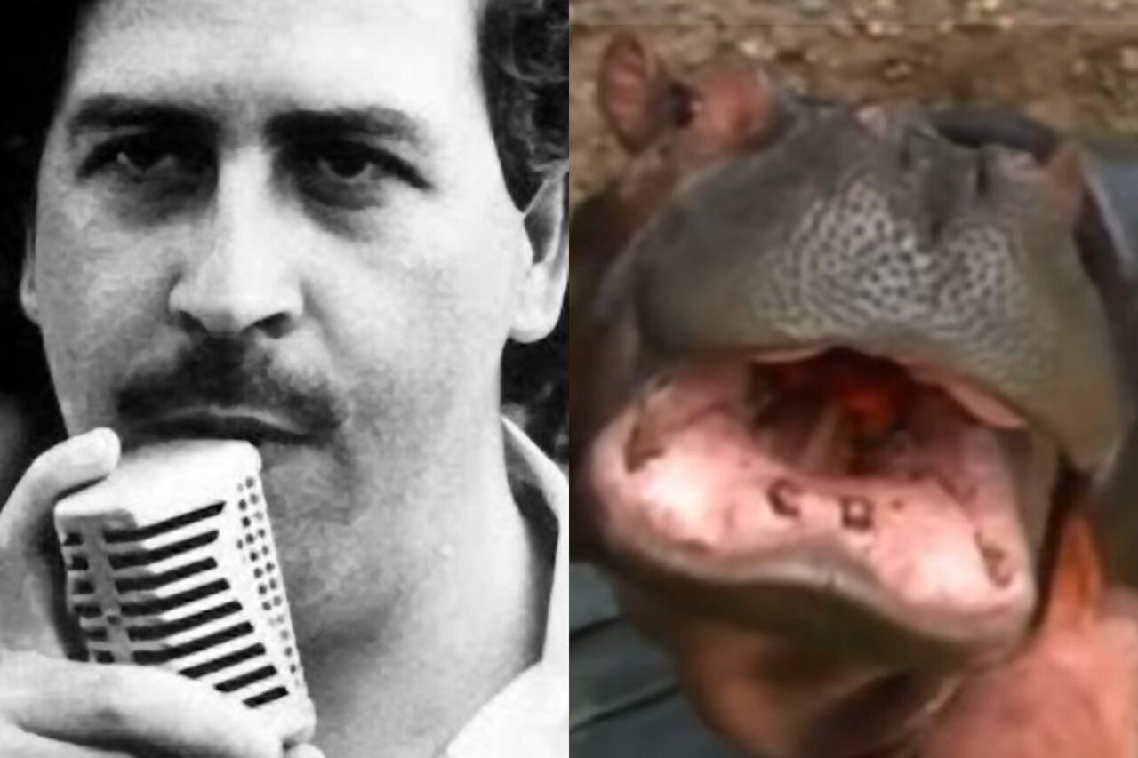 hipopotamii-lui-pablo-escobar-vor-fi-omorati.-motivul-pentru-care-guvernul-columbian-a-luat-decizia-controversata