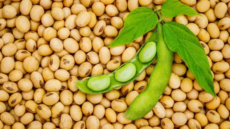 fermierii-romani-se-intorc-la-soia.-productia-ar-putea-creste-cu-peste-60%